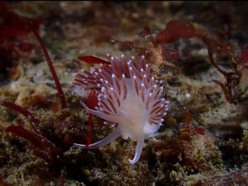 Coryphella verrucosa - Aarhus Ø Havn - Foto: Per Søndergaard