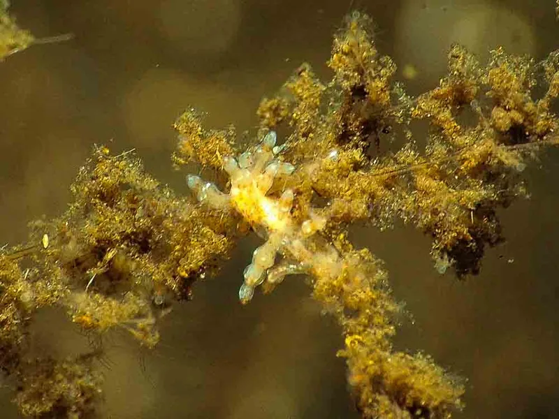 Eubranchus rupium - Kollund Mole - Foto: Jens Egon Jørgensen