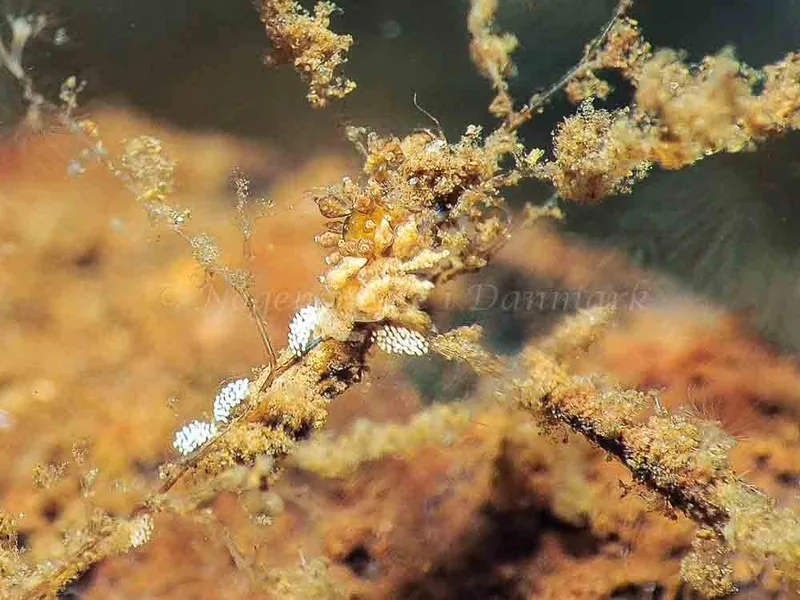 Eubranchus scintillans - Kollund Mole - Foto: Jens Egon Jørgensen