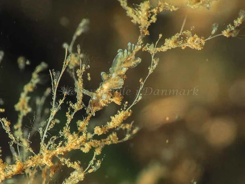 Amphorina viriola - Kollund Mole - Foto: Jens Egon Jørgensen