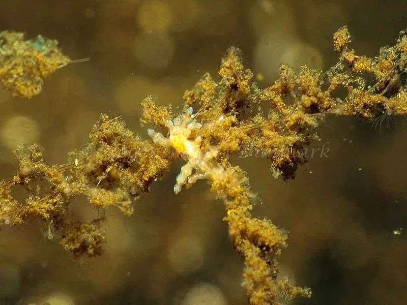 Eubranchus rupium - Kollund Mole - Foto: Jens Egon Jørgensen