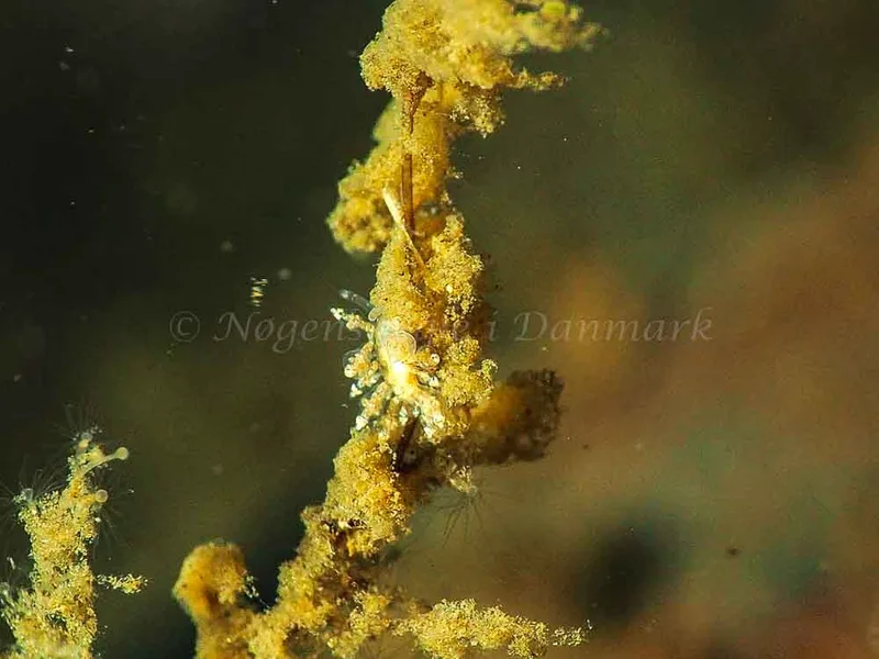 Eubranchus scintillans - Kollund Mole - Foto: Jens Egon Jørgensen