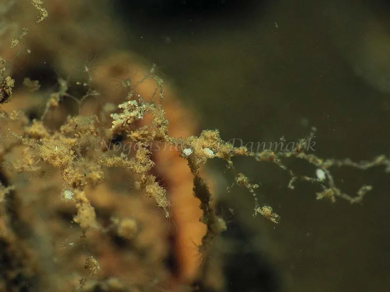 Eubranchus scintillans - Kollund Mole - Foto: Jens Egon Jørgensen