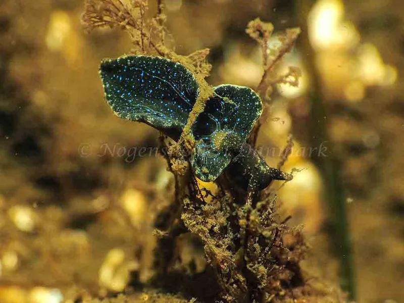Elysia viridis - Sønderhav Strand - Foto: Jens Egon Jørgensen