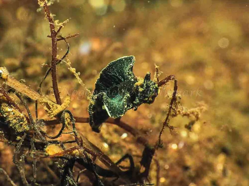 Elysia viridis - Sønderhav Strand - Foto: Jens Egon Jørgensen