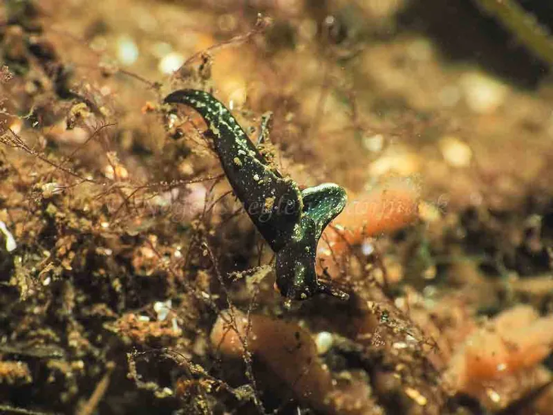 Elysia viridis - Sønderhav Strand - Foto: Jens Egon Jørgensen