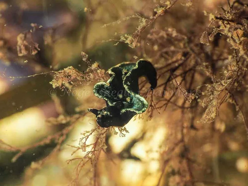 Elysia viridis - Sønderhav Strand - Foto: Jens Egon Jørgensen