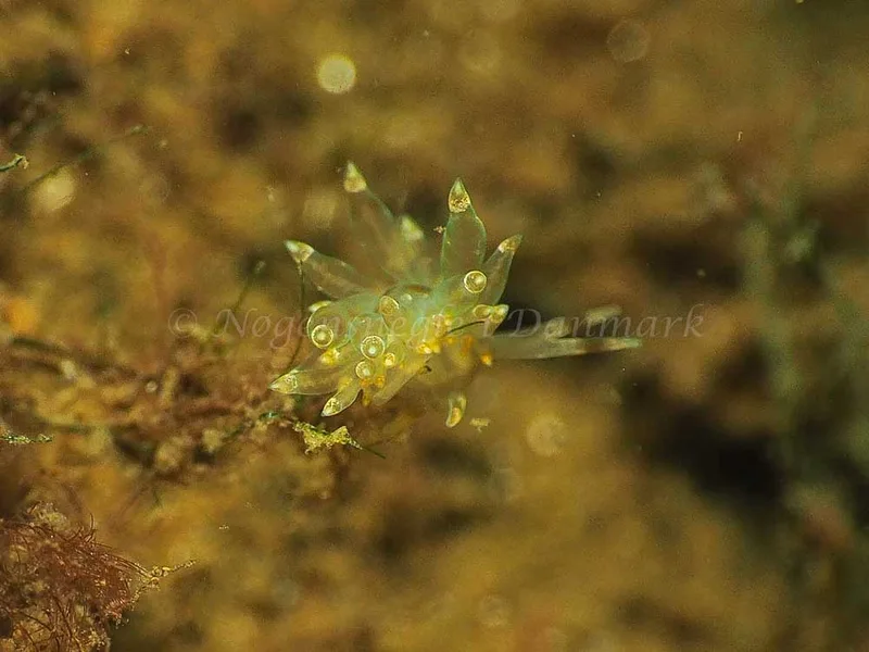 Amphorina viriola - Kollund Mole - Foto: Jens Egon Jørgensen