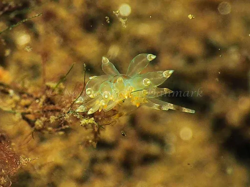 Amphorina viriola - Kollund Mole - Foto: Jens Egon Jørgensen