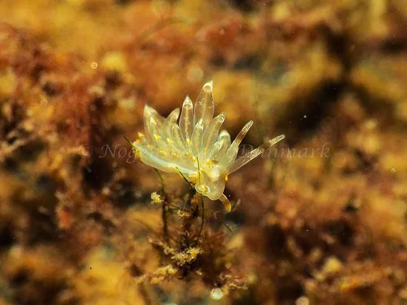 Amphorina viriola - Kollund Mole - Foto: Jens Egon Jørgensen