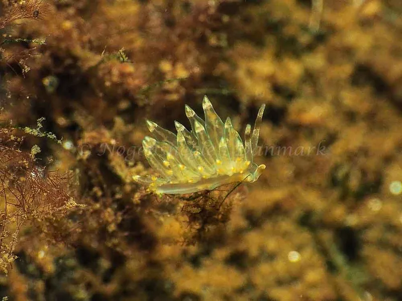 Amphorina viriola - Kollund Mole - Foto: Jens Egon Jørgensen