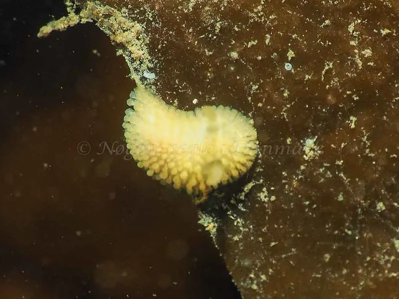 Onchidoris muricata - Søbadet - Foto: Jens Egon Jørgensen