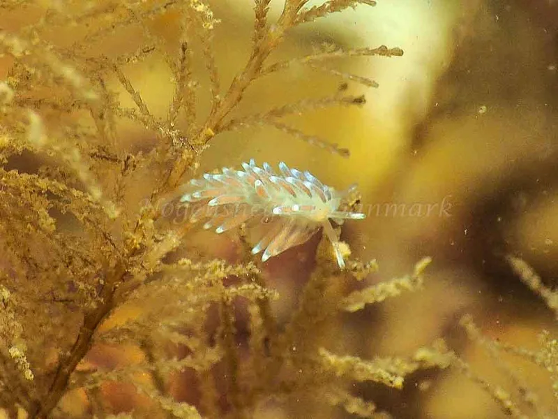 Cuthonella concinna - Søbadet - Foto: Jens Egon Jørgensen