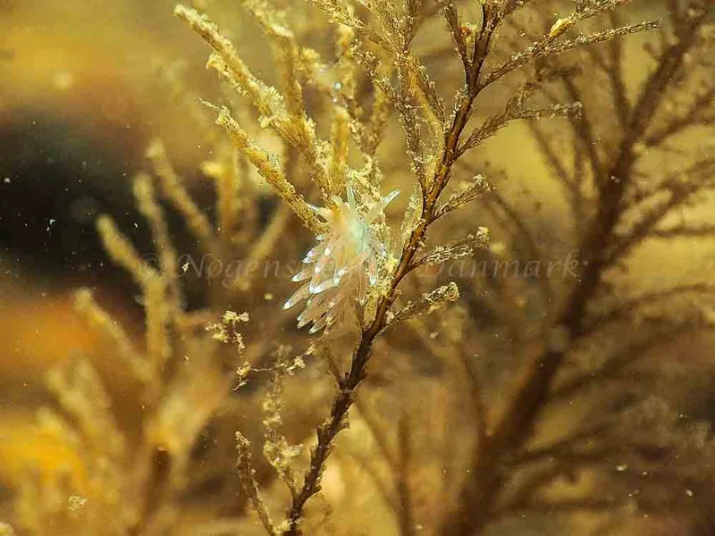 Cuthonella concinna - Søbadet - Foto: Jens Egon Jørgensen