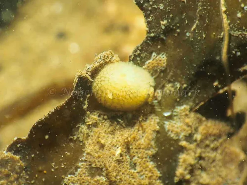 Onchidoris muricata - Søbadet - Foto: Jens Egon Jørgensen