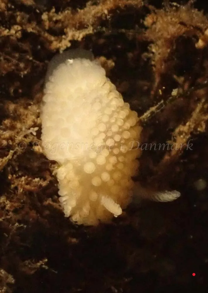 Onchidoris muricata - Nappedam - Foto: Per Søndergaard