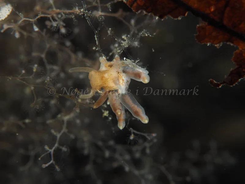 Eubranchus rupium - Munkholmbroen - Foto: Elias Ramussen