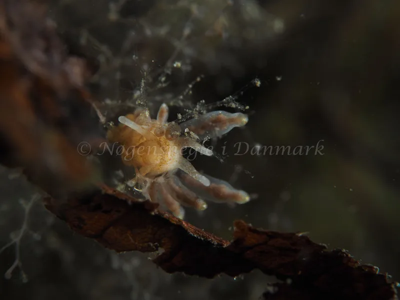 Eubranchus rupium - Munkholmbroen - Foto: Elias Ramussen