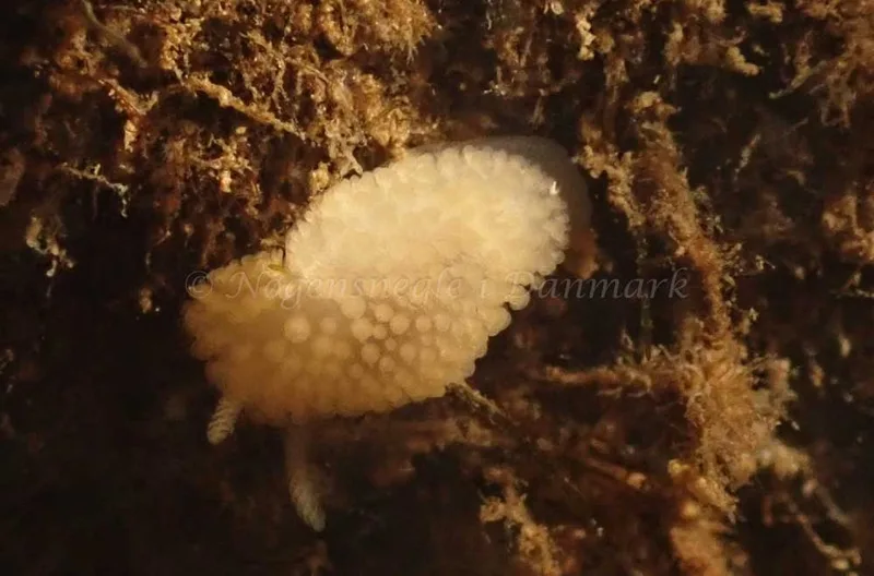 Onchidoris muricata - Nappedam - Foto: Per Søndergaard