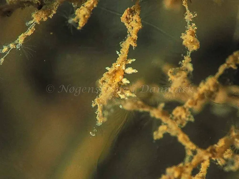 Eubranchus scintillans - Kollund Mole - Foto: Jens Egon Jørgensen