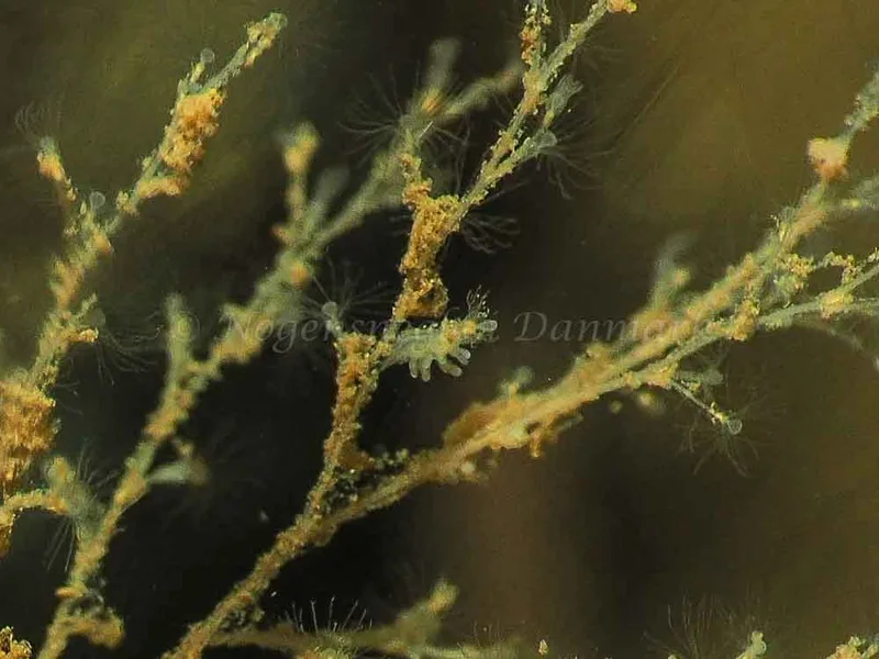 Eubranchus rupium - Kollund Mole - Foto: Jens Egon Jørgensen