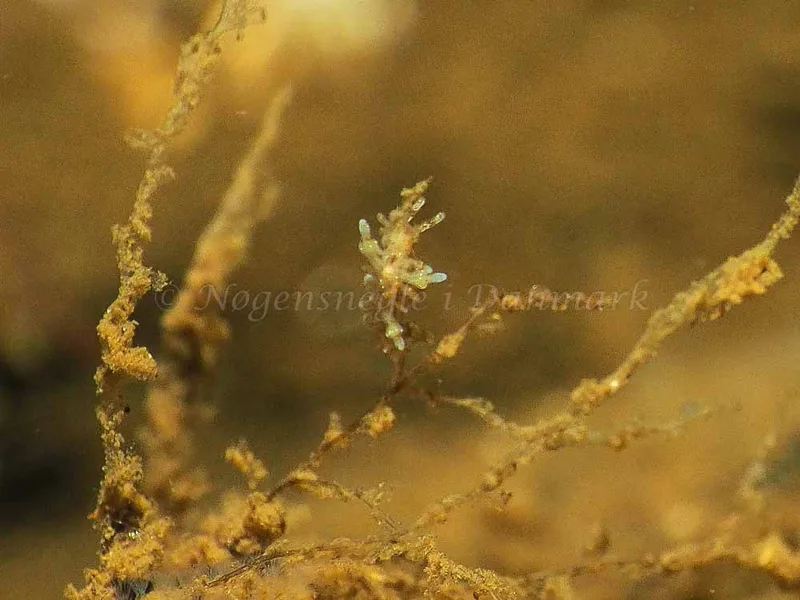 Eubranchus rupium - Kollund Mole - Foto: Jens Egon Jørgensen
