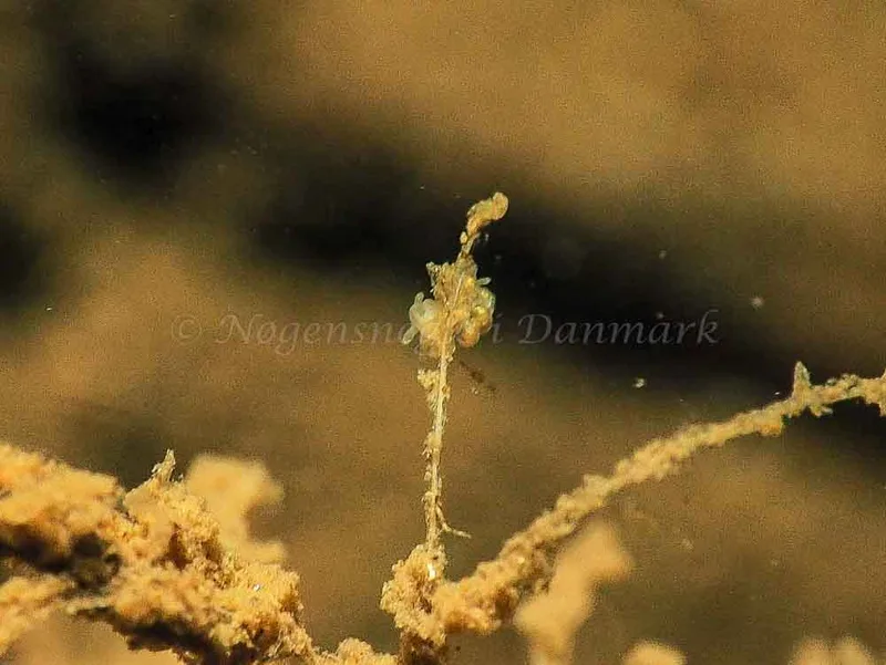 Eubranchus rupium - Kollund Mole - Foto: Jens Egon Jørgensen