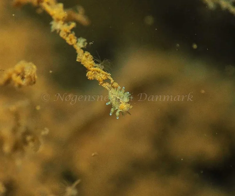 Eubranchus rupium - Kollund Mole - Foto: Jens Egon Jørgensen