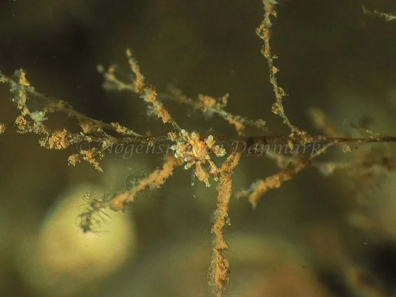 Eubranchus scintillans - Kollund Mole - Foto: Jens Egon Jørgensen