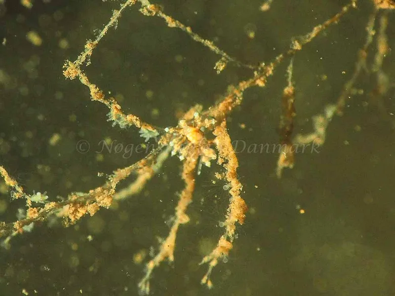 Eubranchus scintillans - Kollund Mole - Foto: Jens Egon Jørgensen