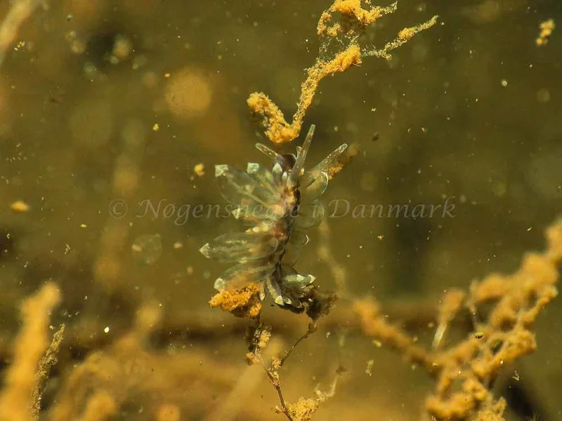 Amphorina viriola - Kollund Mole - Foto: Jens Egon Jørgensen