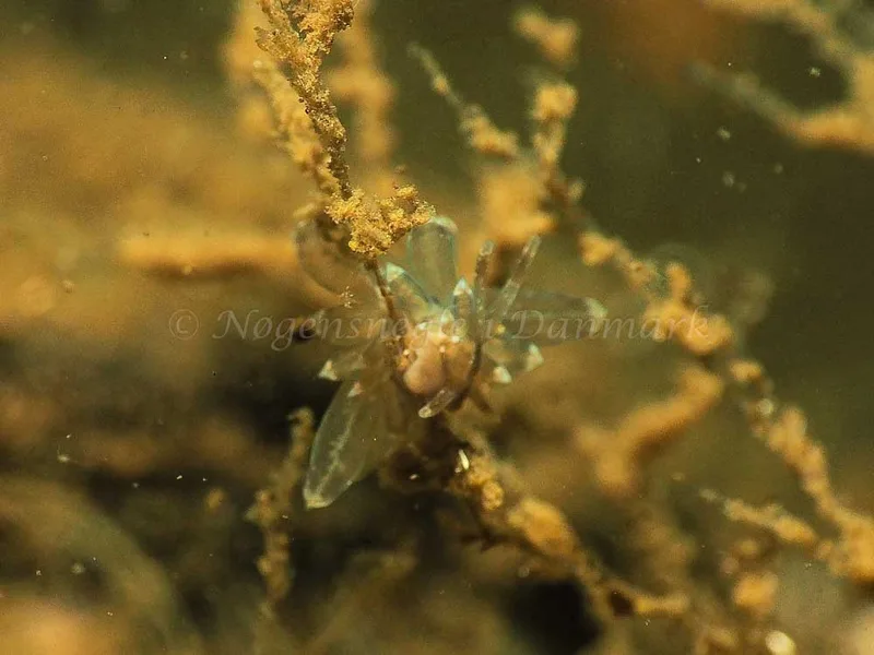 Amphorina viriola - Kollund Mole - Foto: Jens Egon Jørgensen