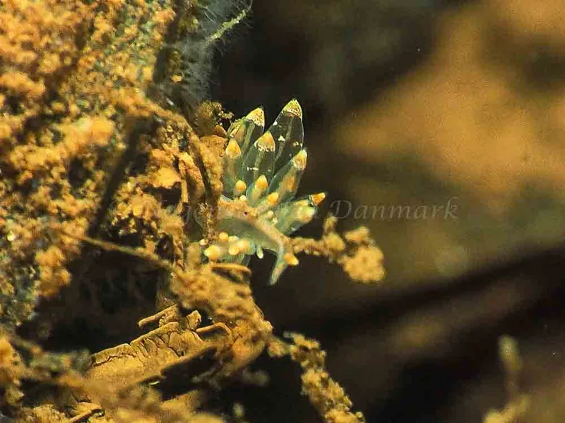 Amphorina viriola - Kollund Mole - Foto: Jens Egon Jørgensen