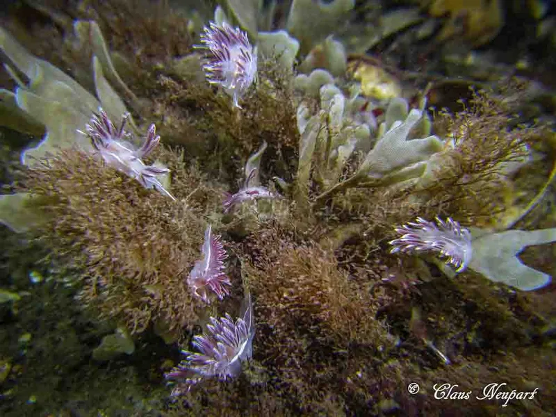 Coryphella monicae - Tjærepletten - Foto: Claus Neupart