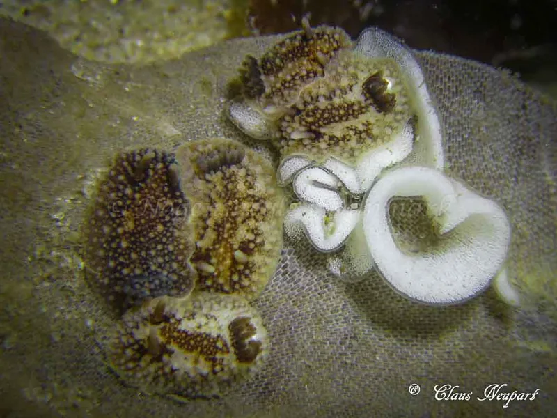 Onchidoris bilamellata - Tjærepletten - Foto: Claus Neupart