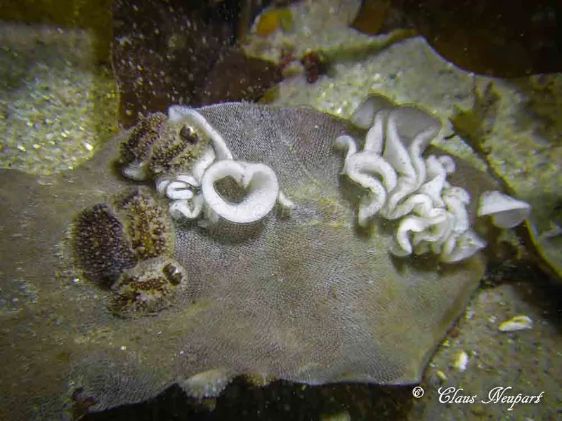 Onchidoris bilamellata - Tjærepletten - Foto: Claus Neupart