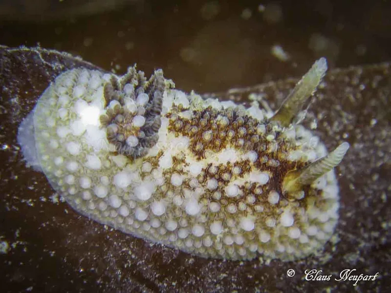 Onchidoris bilamellata - Tjærepletten - Foto: Claus Neupart