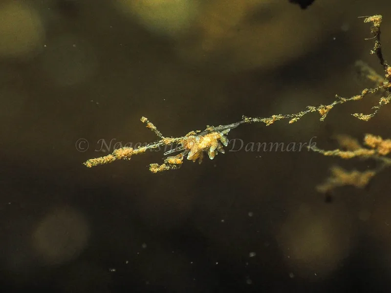 Eubranchus rupium - Kollund Mole - Foto: Jens Egon Jørgensen