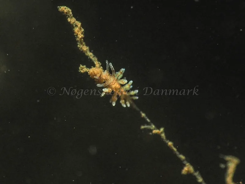 Eubranchus rupium - Kollund Mole - Foto: Jens Egon Jørgensen