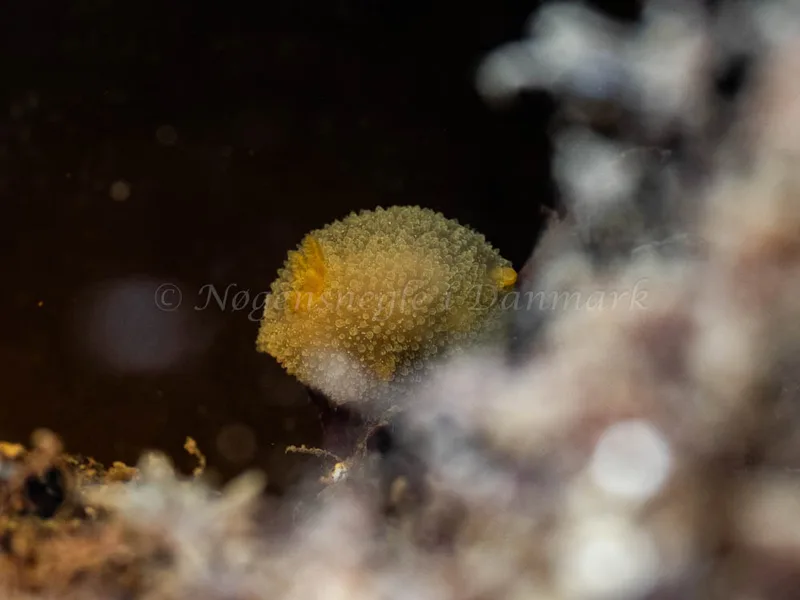 Acanthodoris pilosa observeret ved Nyborg Færgehavn i Storebælt