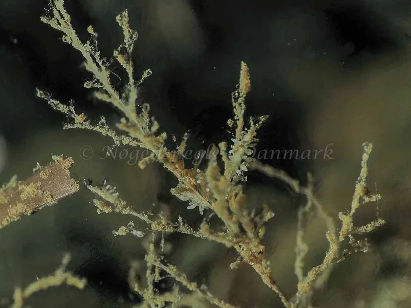 Eubranchus rupium - Kollund Mole - Foto: Jens Egon Jørgensen