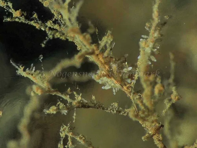 Eubranchus rupium - Kollund Mole - Foto: Jens Egon Jørgensen