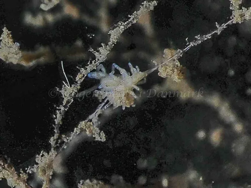 Eubranchus rupium - Kollund Mole - Foto: Jens Egon Jørgensen