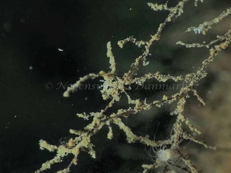 Eubranchus rupium - Kollund Mole - Foto: Jens Egon Jørgensen
