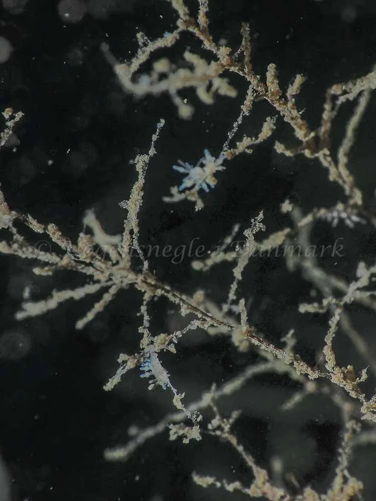 Eubranchus rupium - Kollund Mole - Foto: Jens Egon Jørgensen