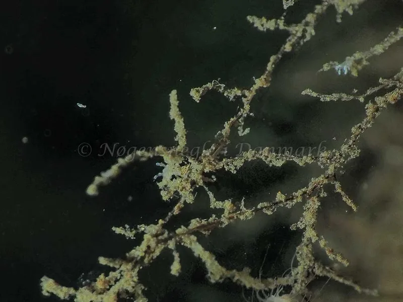 Eubranchus rupium - Kollund Mole - Foto: Jens Egon Jørgensen