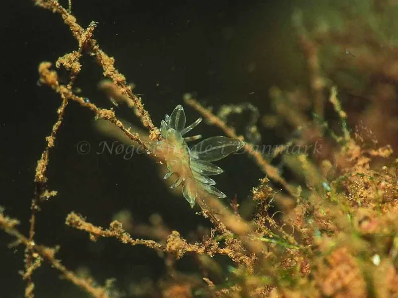 Amphorina viriola - Kollund Mole - Foto: Jens Egon Jørgensen