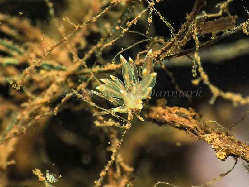 Amphorina viriola - Kollund Mole - Foto: Jens Egon Jørgensen
