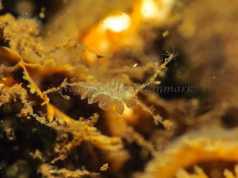 Amphorina viriola - Kollund Mole - Foto: Jens Egon Jørgensen