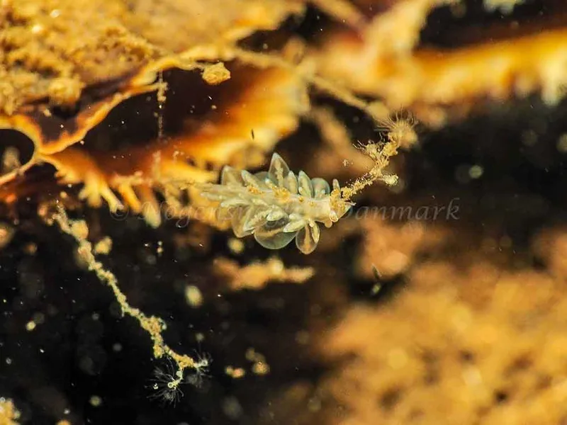 Amphorina viriola - Kollund Mole - Foto: Jens Egon Jørgensen
